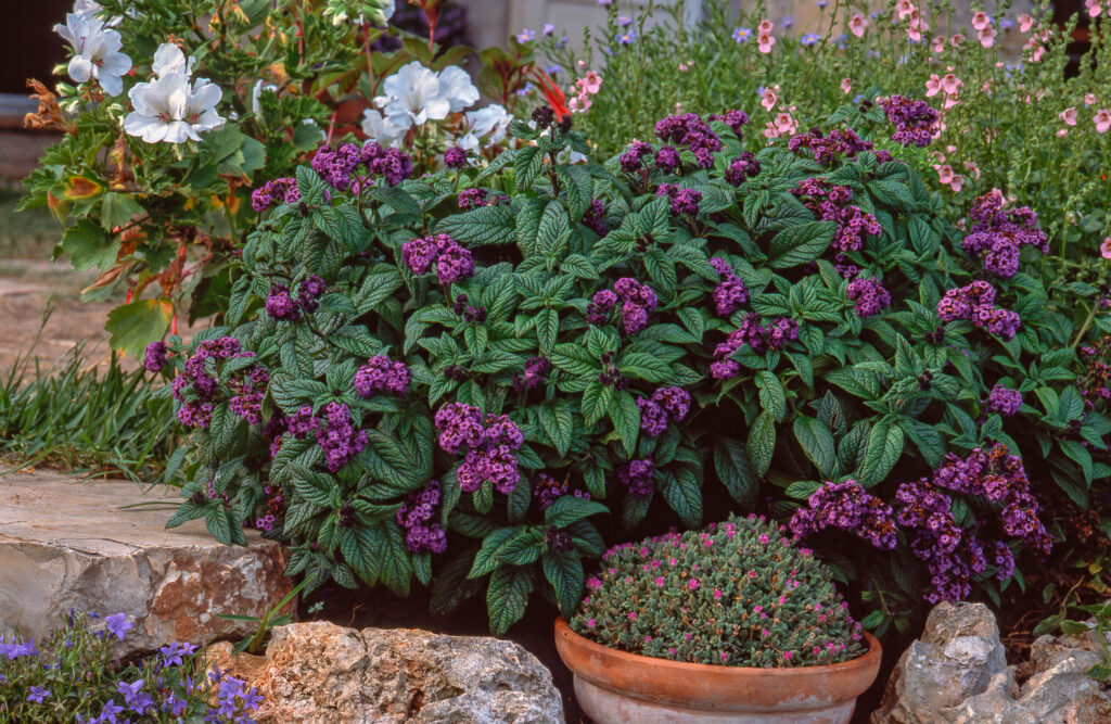 A beautiful Fragrant Delight flower in a pot