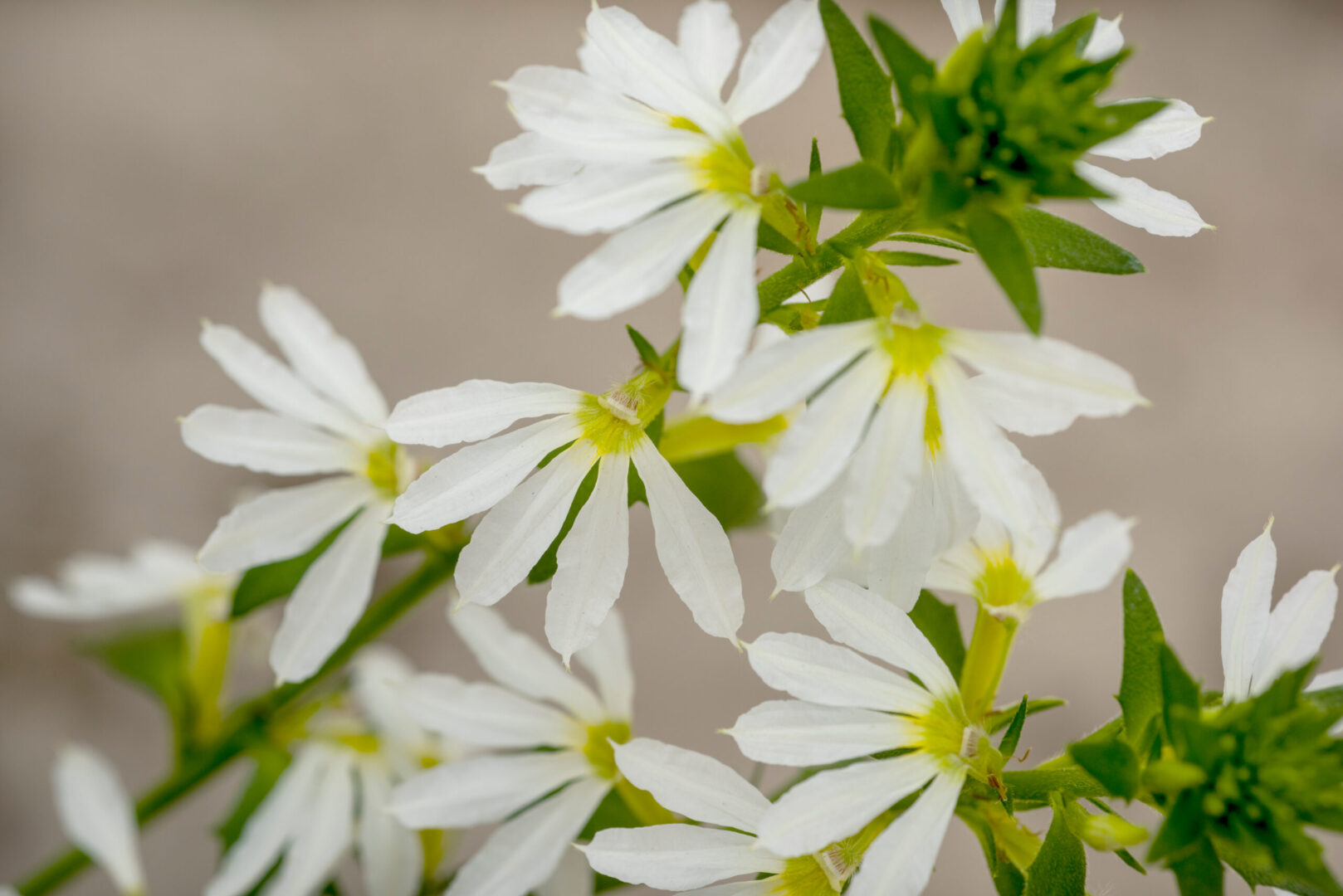 A white Scaevola flower in a garden
