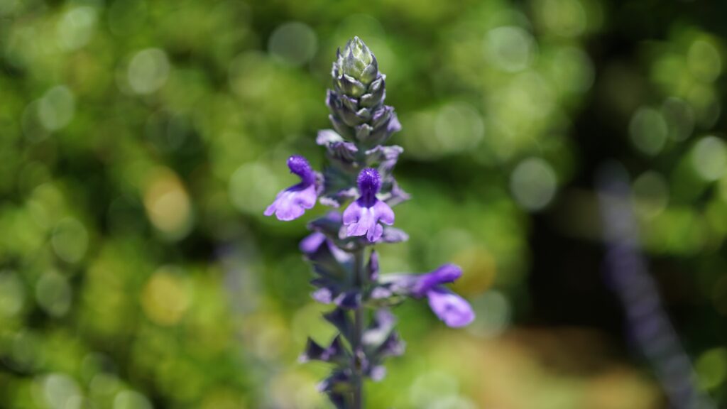 A purple Mystic Spires Sage flower in a garden