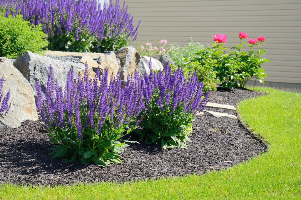 A purple Mystic Spires Sage flower in a garden