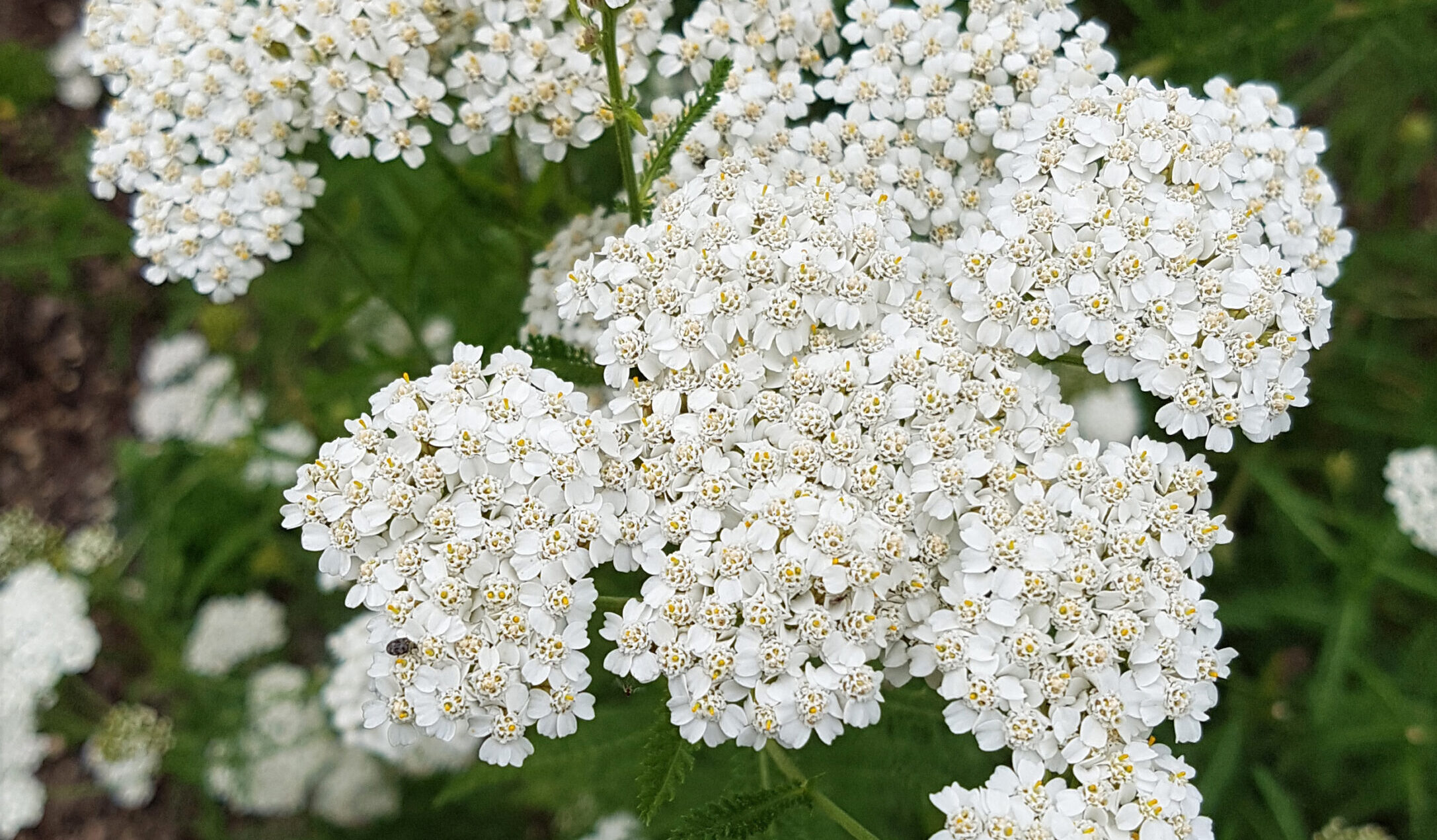 A white Sonoma Coast Yarrow flower in a garden