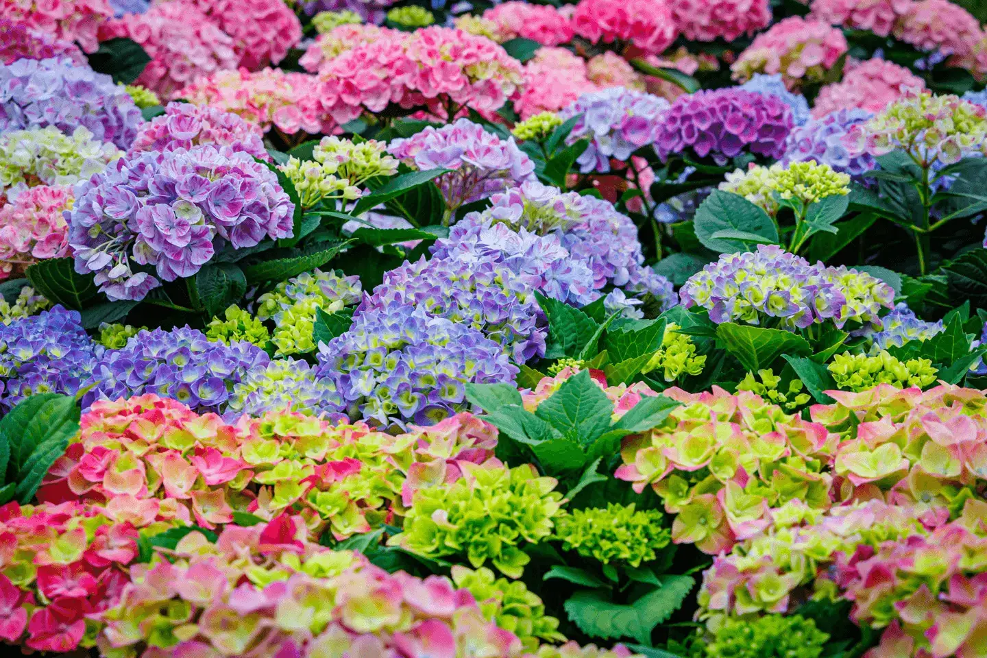 hydrangea macrophylla 3