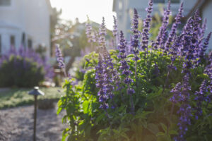 salvia 'mystic spires' 2