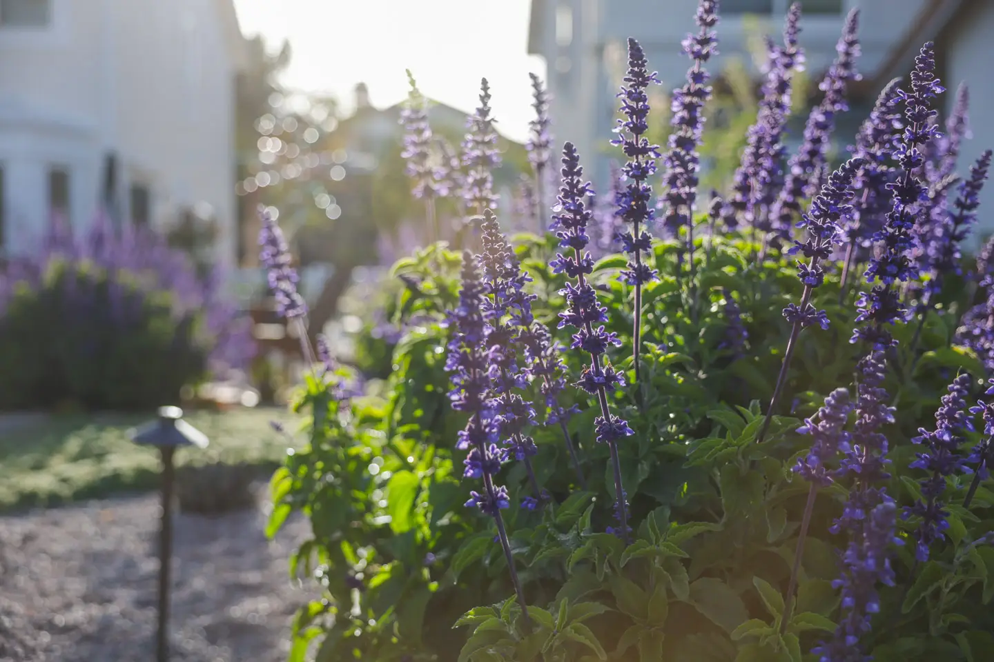 salvia 'mystic spires' 2