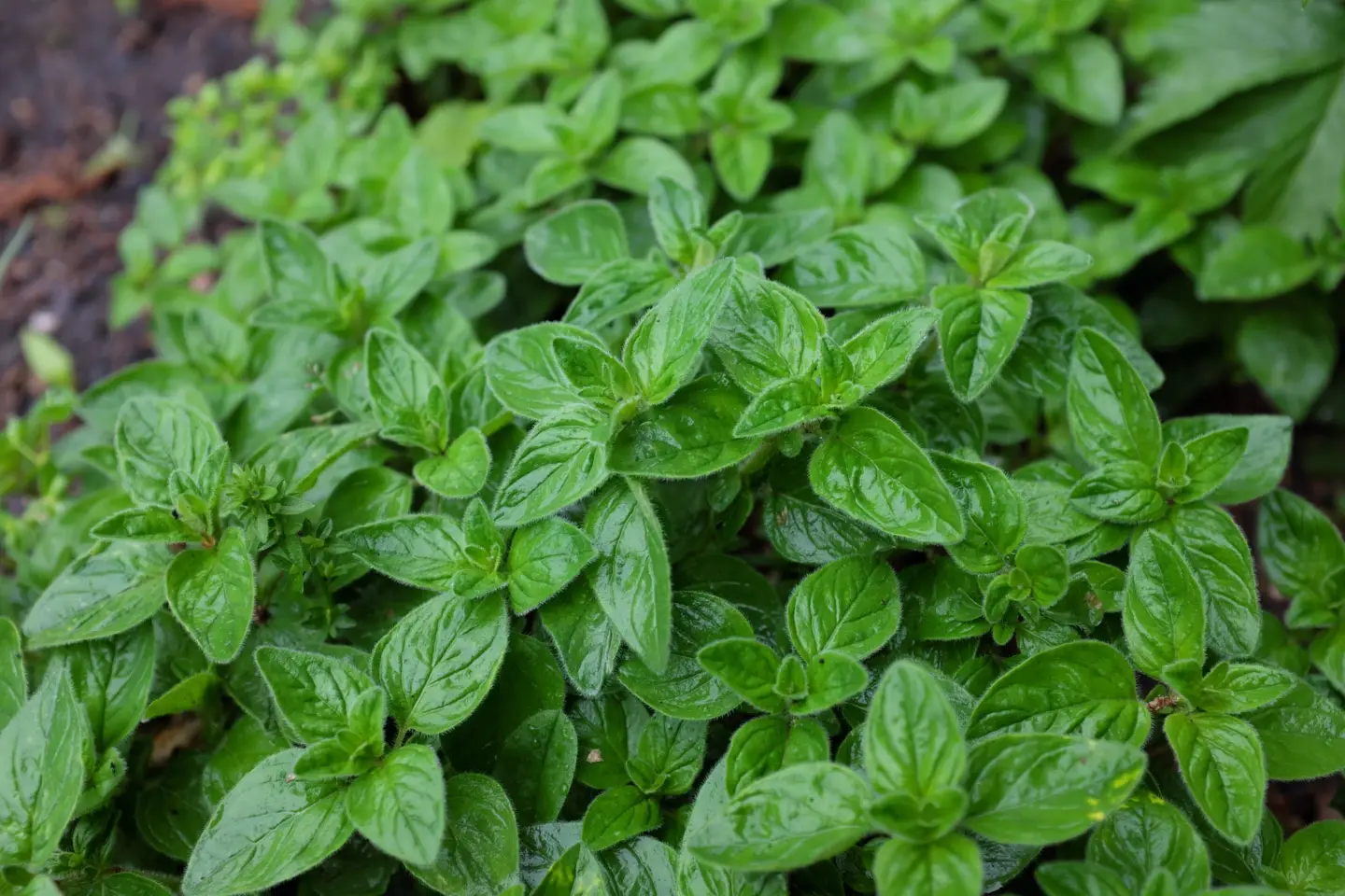 origanum vulgare far